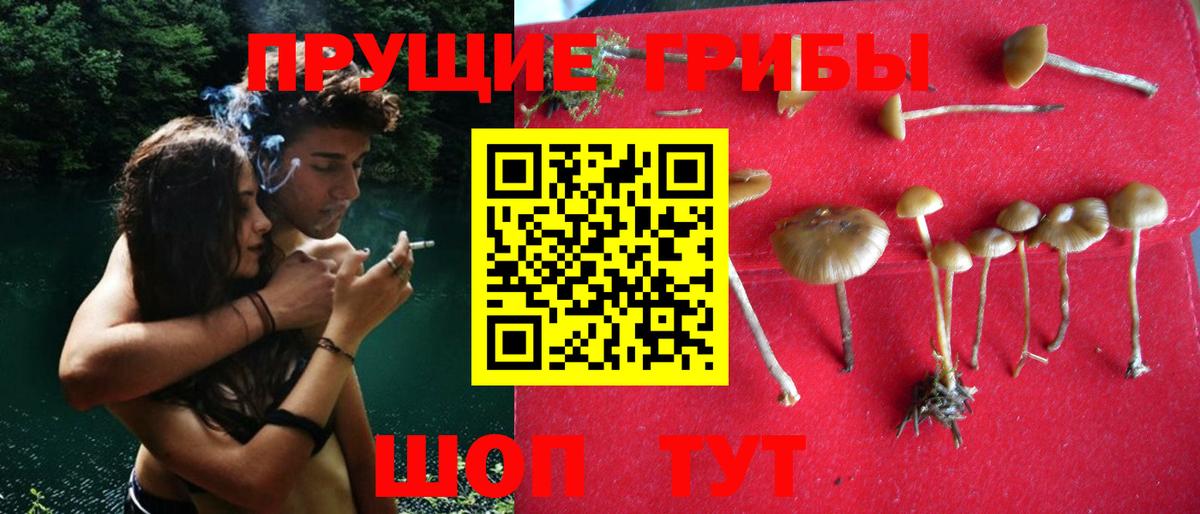 Псилоцибиновые грибы GOLDEN TEACHER Чайковский